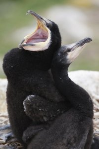 Shag Chick's Big Mouth