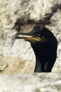 Shag Pops Head Up