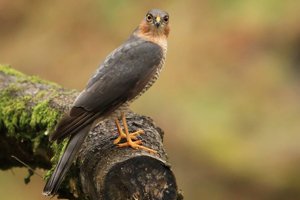 Male Sparrowhawk