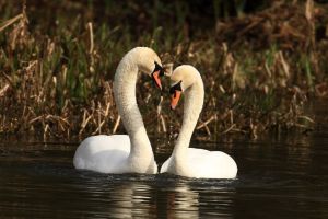 Swans Courting, the typical love heart shape