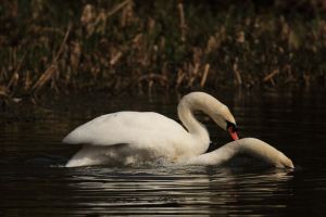Swans Courting