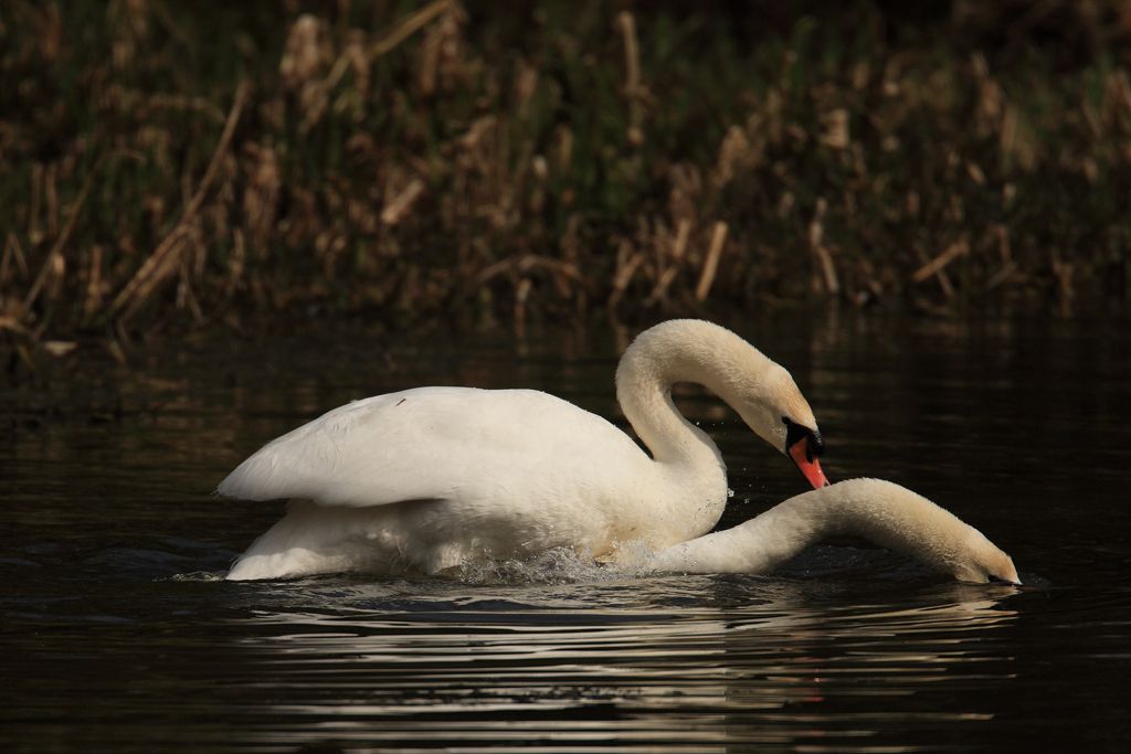 Courting Mute Swans, They start to Mate