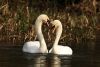 Swans Courting