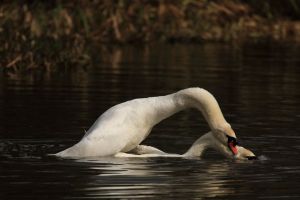 Swans Courting