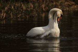 Swans Courting