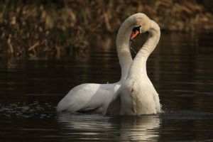 Swans Courting