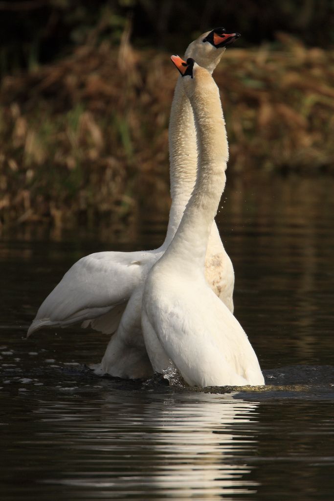 Courting Mute Swans, continue their Powerful and Elogant Dance