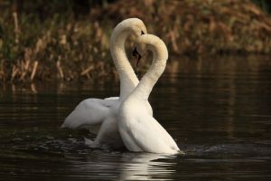 Swans Courting
