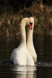 Swans Courting