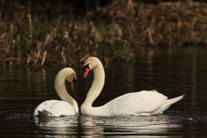 Swans Courting
