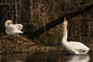 Swans Courting