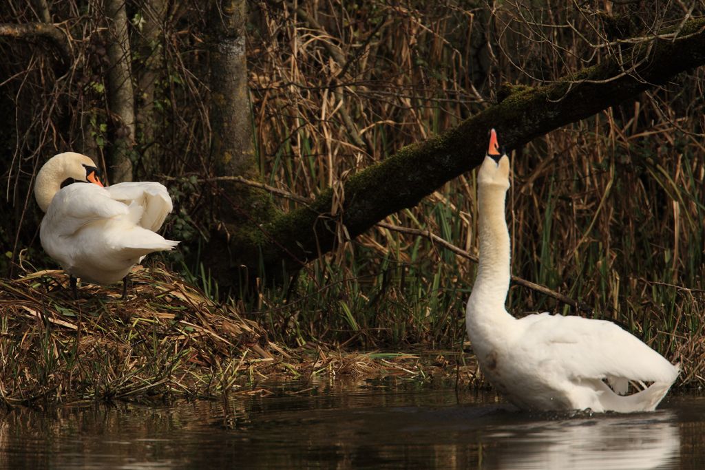 Courting Swans, Rest at the Nest