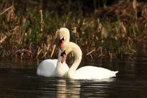 Swans Courting, Sequence one of dabbling in water
