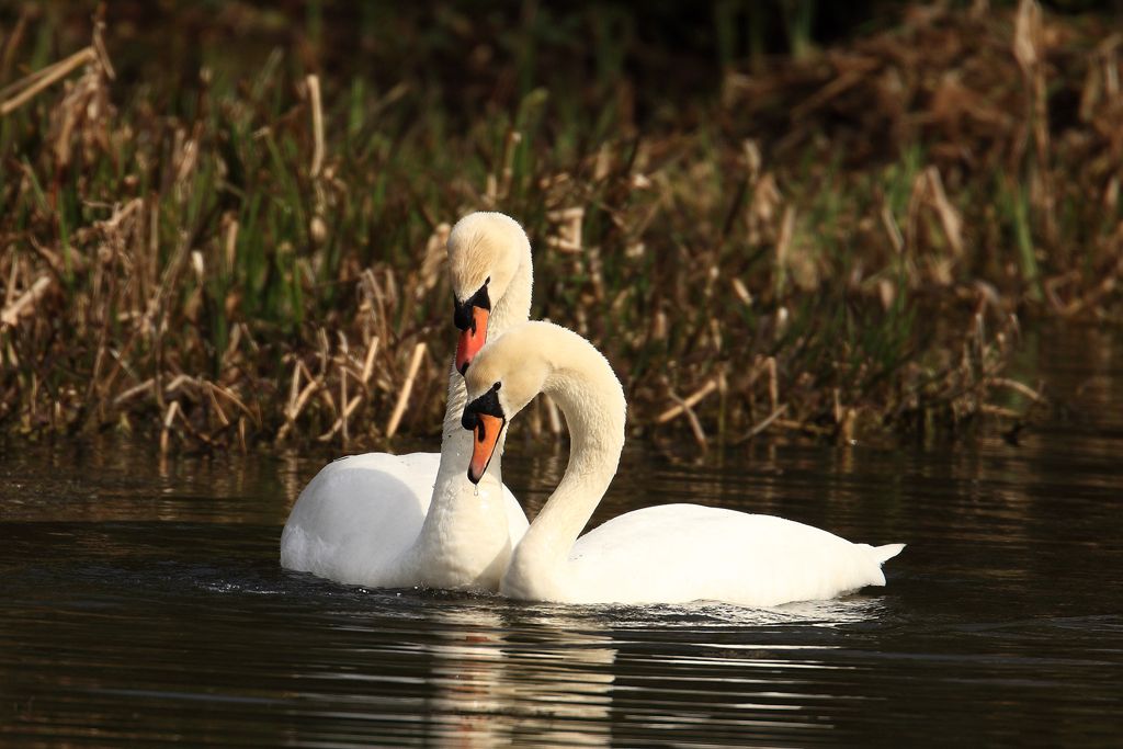 Mute Swans Courting, Head dipping in water image one