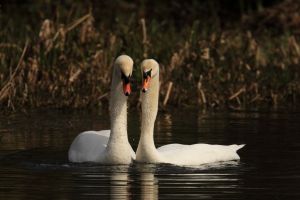 Swans Courting, Sequence one of dabbling in water