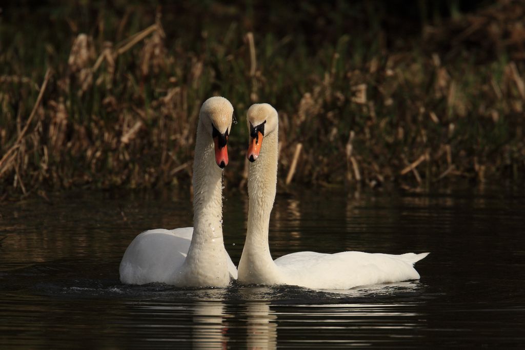 Mute Swans Courting, Head dipping in water image two