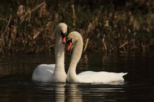Swans Courting, Sequence two of dabbling in water