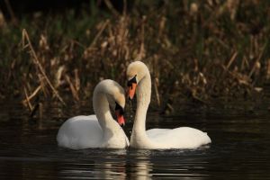 Swans Courting, Sequence three of dabbling in water