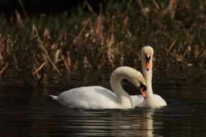 Swans Courting, Sequence five of dabbling in water