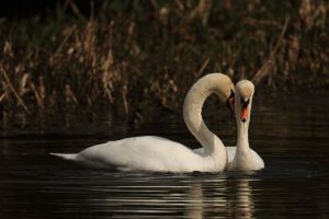 Swans Courting
