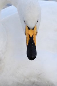 Whooper-Swan