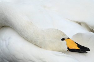 Whooper-Swan