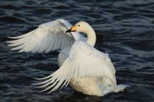 Whooper-Swan