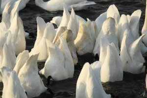 Whooper-Swan