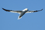Gannet
