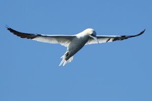 Gannet Hovers