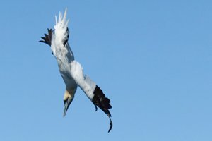 Gannet Diving