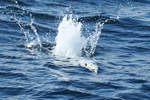 Gannet under Water
