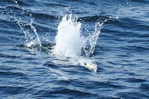 Gannet Diving