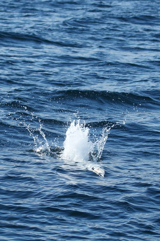 Gannet Diving