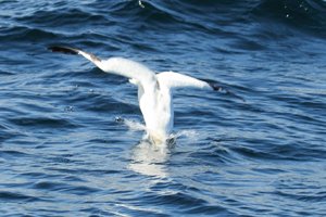 Gannet Enters Water