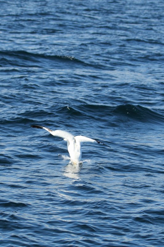 Gannet Enters The Water