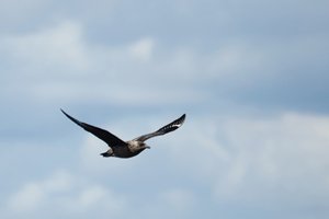 Great Skua or Boxtie