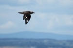 Great Skua