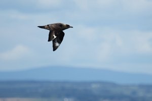 Great Skua or Boxtie