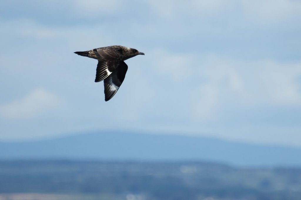 Great Skua In Flight 