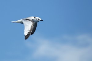 Immature Kittiwake in Flight