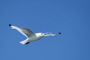 Kittiwake in Flight