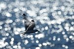 Kittiwake