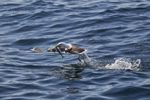 Lesser Black backed Gull