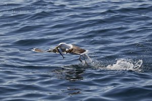 Lesser Black backed gull gets mackerel thrown to it