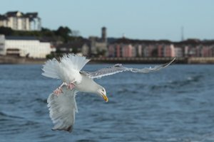 Acrobatic Herring Gull