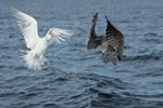 Herring Gulls