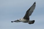 Immature Herring Gull