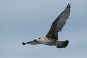 Immature Herring Gull