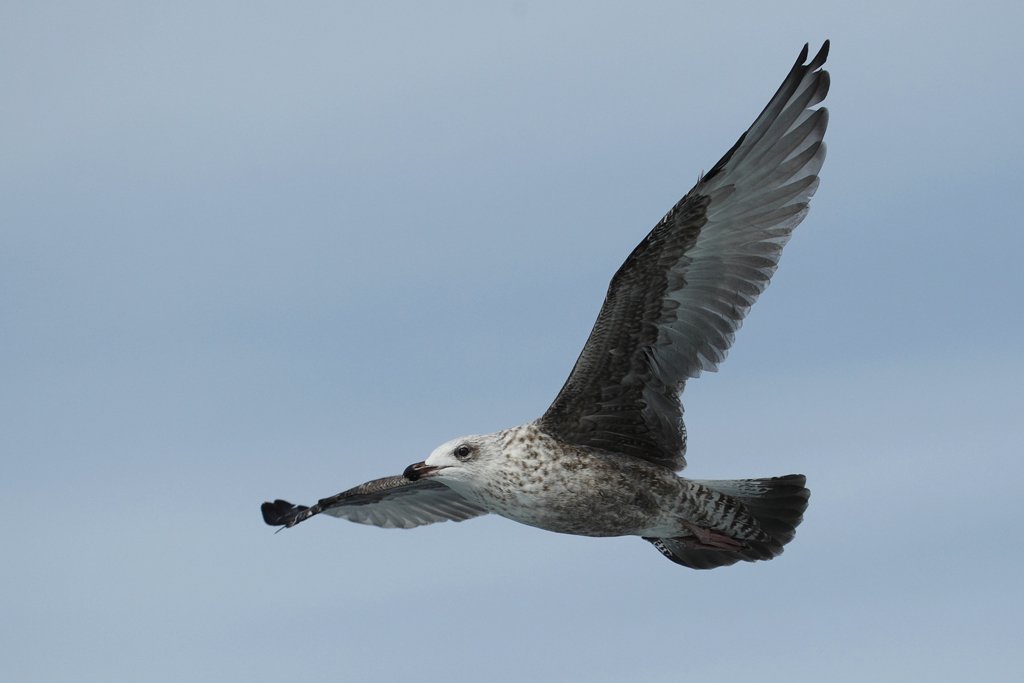 Immature Herring Gull in Flight
